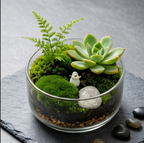 Succulent Moss Garden Terrarium