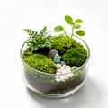 Minimalist Forest Grove Terrarium