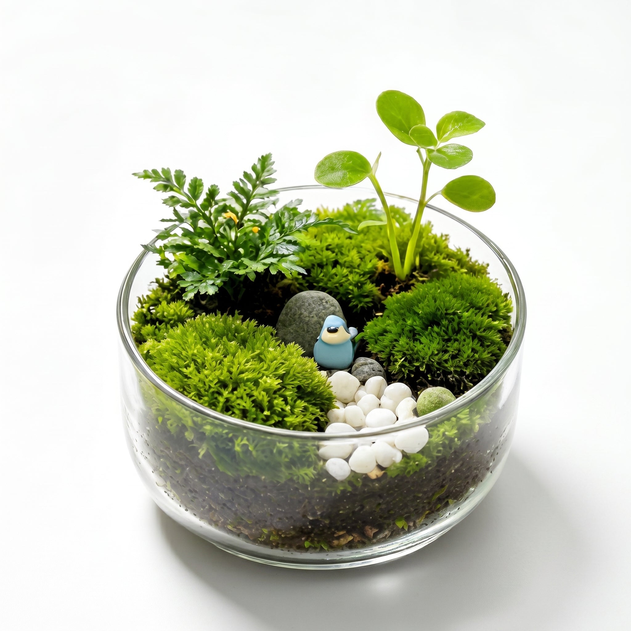 Minimalist Forest Grove Terrarium