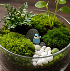 Minimalist Forest Grove Terrarium